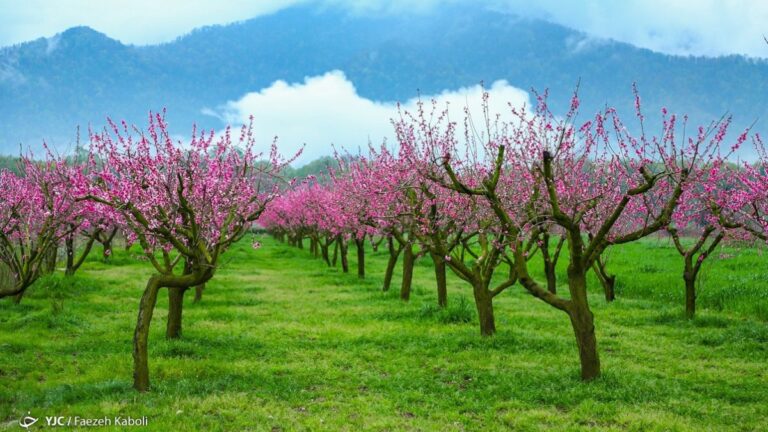 بهترین شهرهای ایران در بهار برای مسافرت