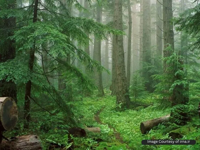 پوشش گیاهی پارک جنگلی سیسنگان