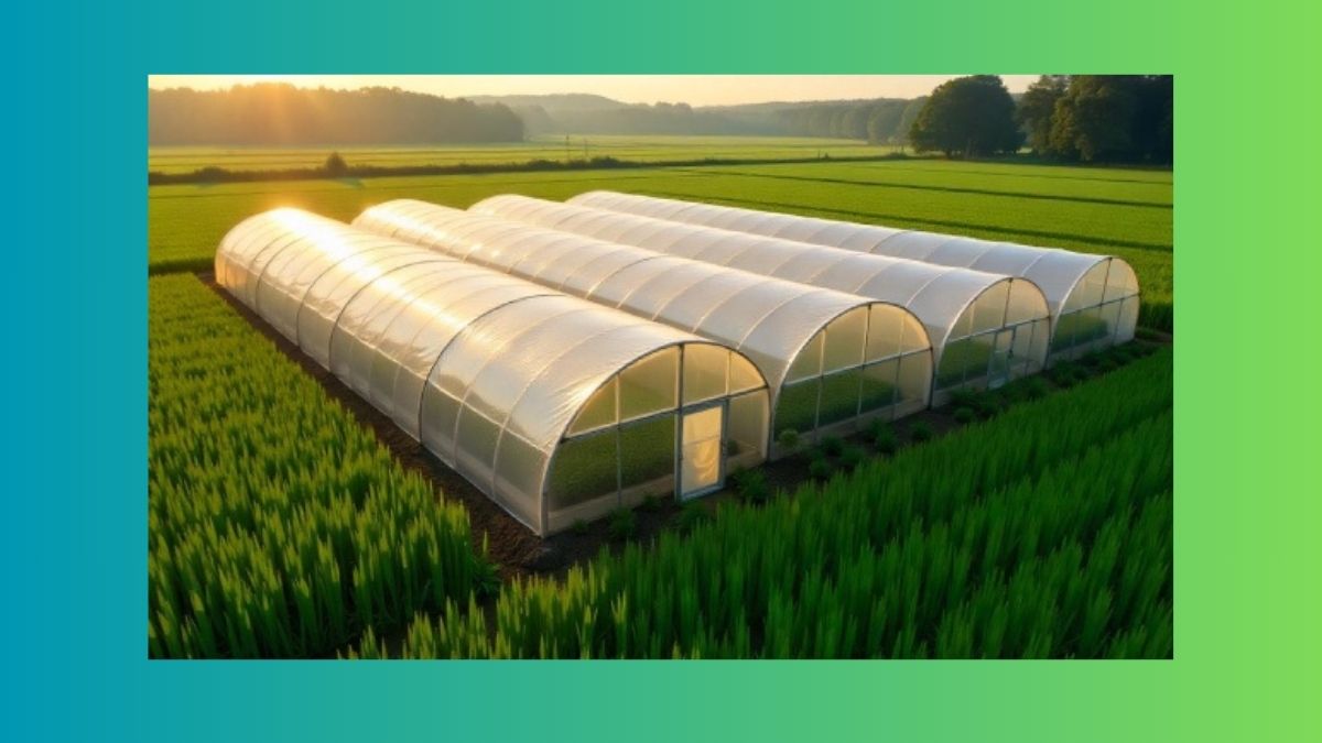 قیمت پلاستیک گلخانه‌ای