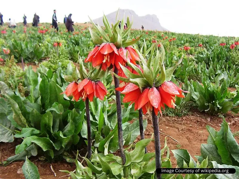 روستای ونایی بروجرد