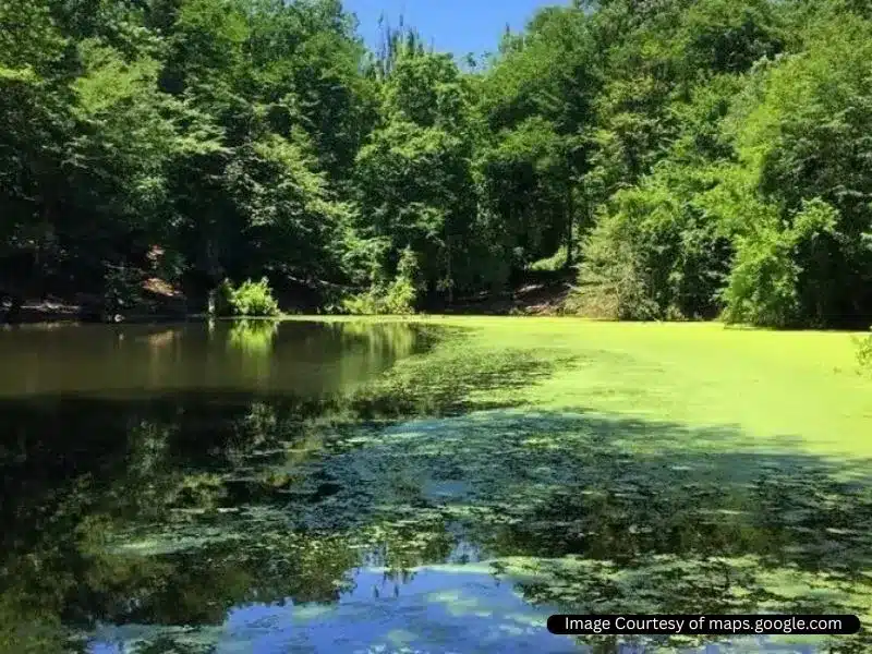 مرداب کندوچال چالوس