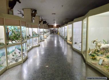 نگاهی به موزه تاریخ طبیعی همدان