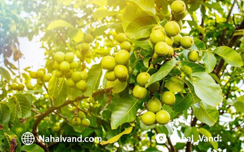 از کجا نهال گردو شناسنامه دار بخریم؟