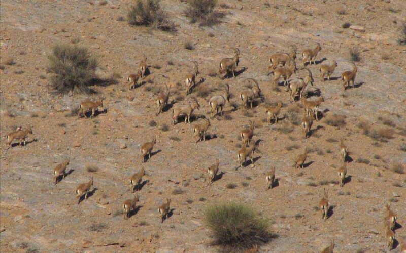 آشنایی با پناهگاه حیات وحش عباس آباد نایین در استان اصفهان