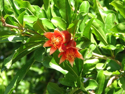 pomegranate blossoms