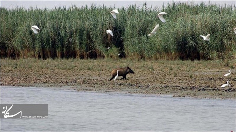 Ahvaz Natural Attractions: Bamdej Wetland