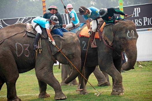 chogan polo elephants