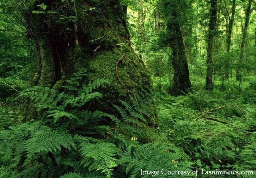 View of the prehistoric forests of northern Iran