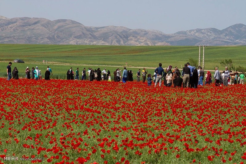 Shahrood Natural Attractions: Poppy Plains of Kalpoosh