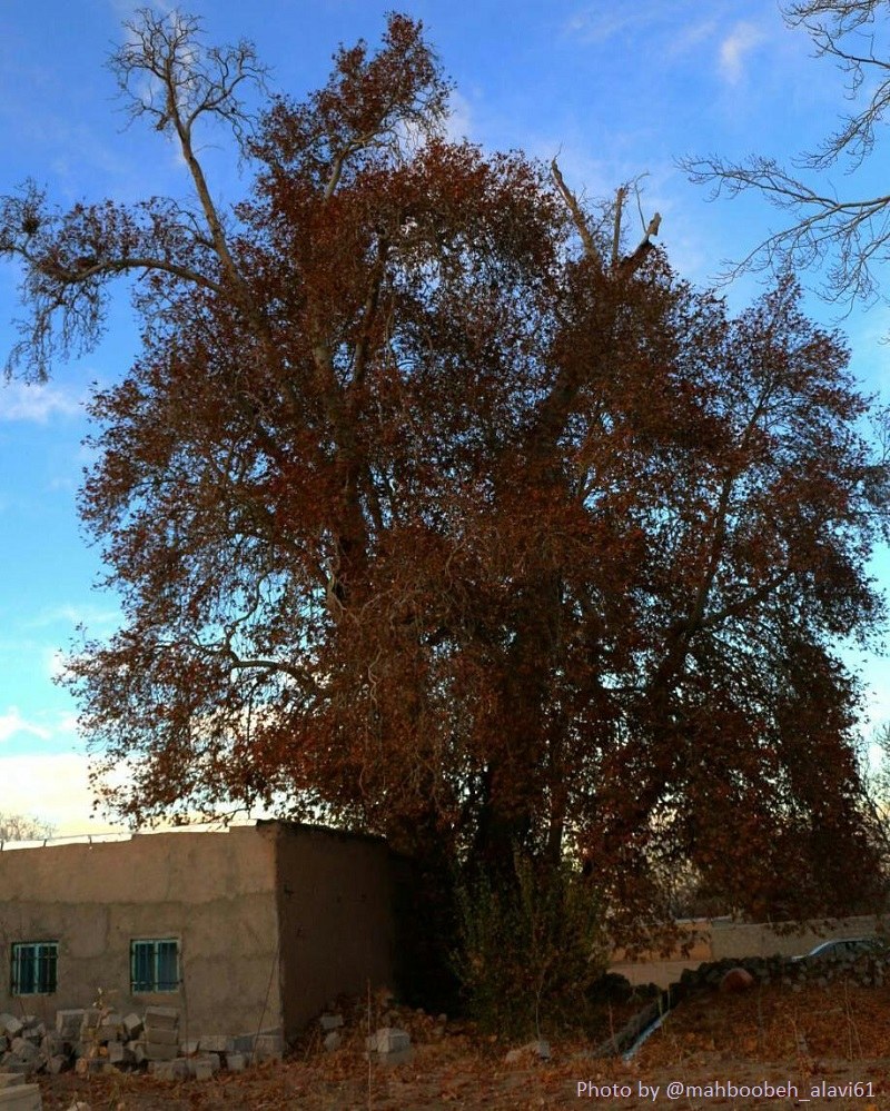 Sabzevar Natural Attractions: Keyzaqan Plane Tree