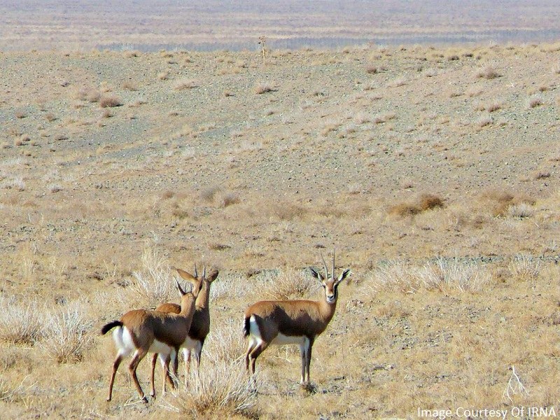 Sabzevar Natural Attractions: Shir Ahmad Wildlife Refuge