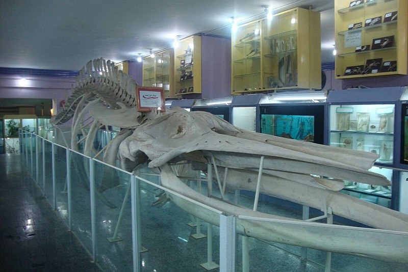 Museum of Natural History in Hamadan