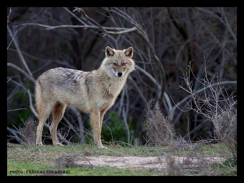 A Jackal in Karkheh National Park