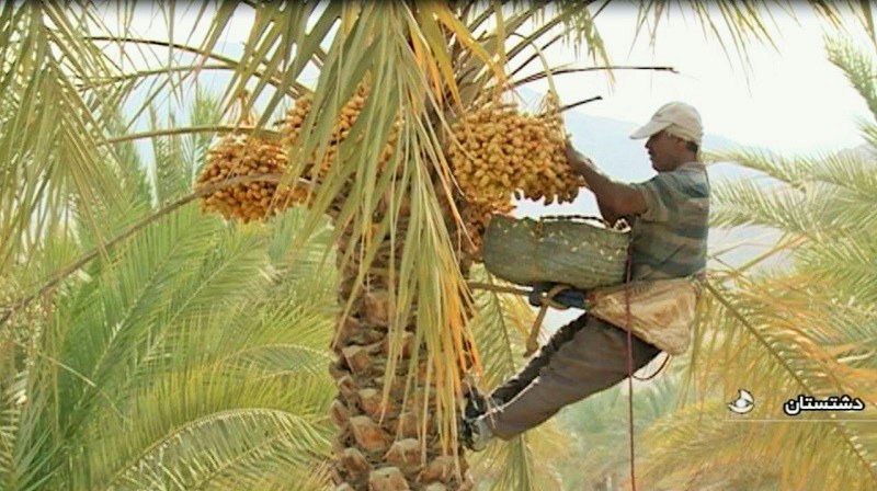 Bushehr Natural Attractions: Palm Groves