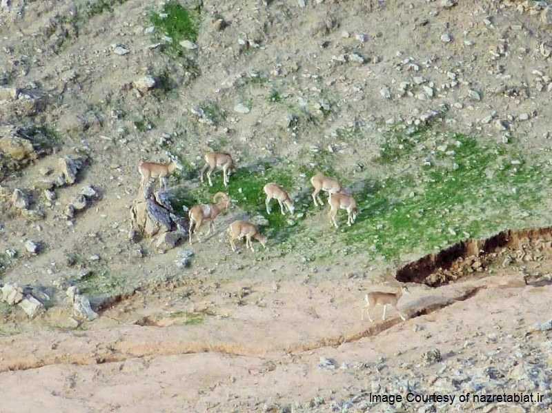 Shushtar Natural Attractions: Karaei protected area