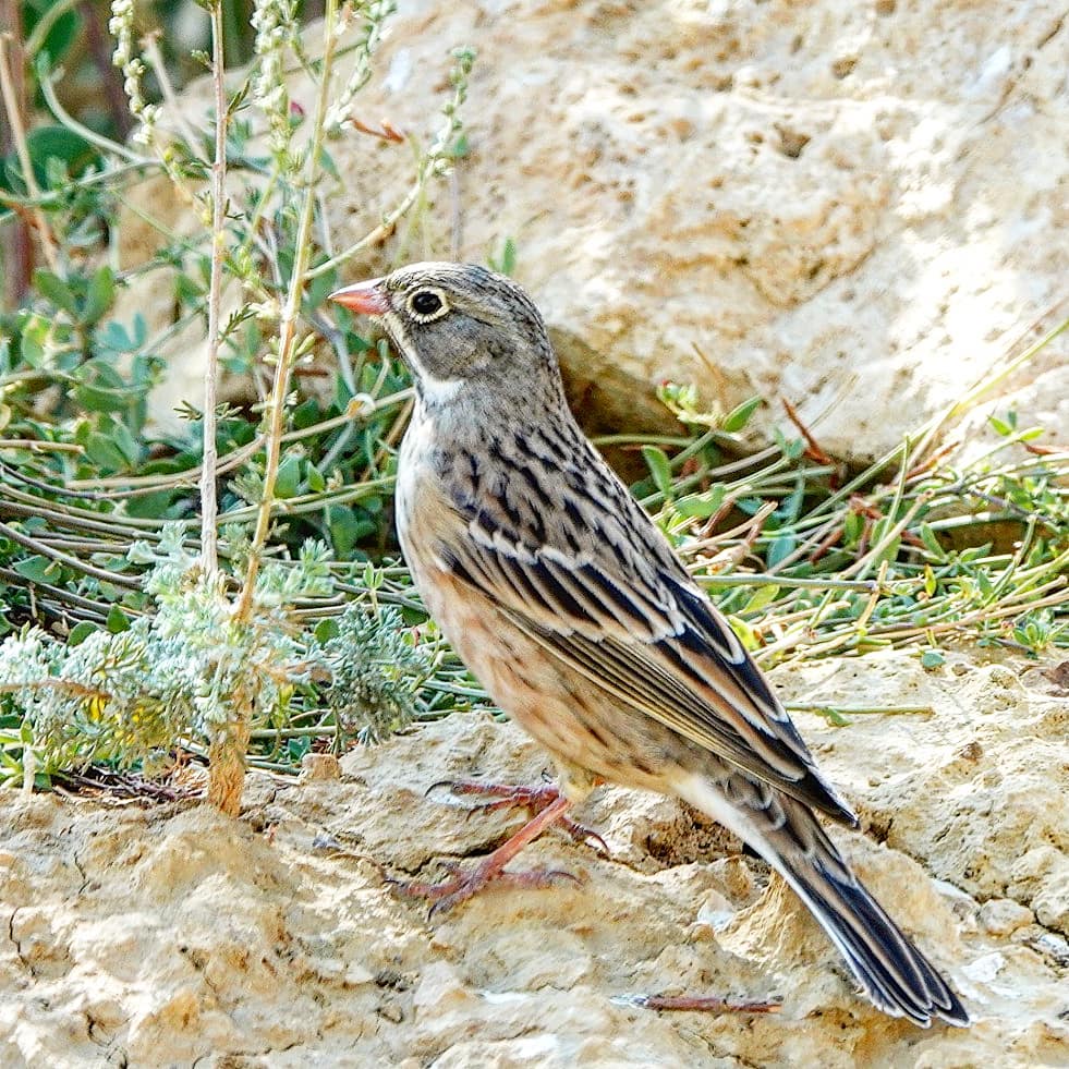 Semnan Natural Attractions: Ortolan Bunting in Parvar