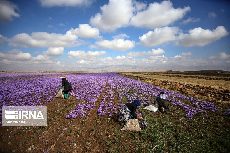 Birjand Natural Attractions: Saffron Field near Birjand