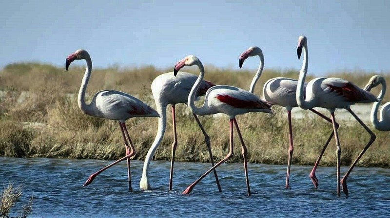 Flamingos migrating to Gavkhuni Wetland