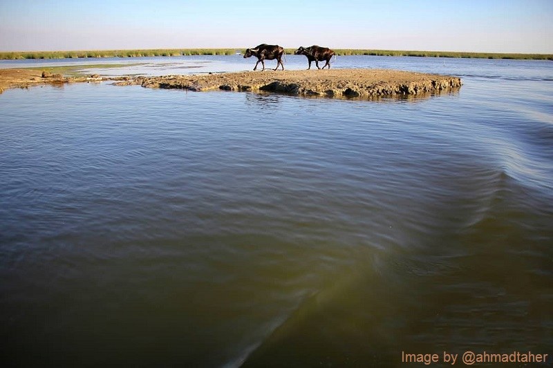 Shadegan Lagoon Animals