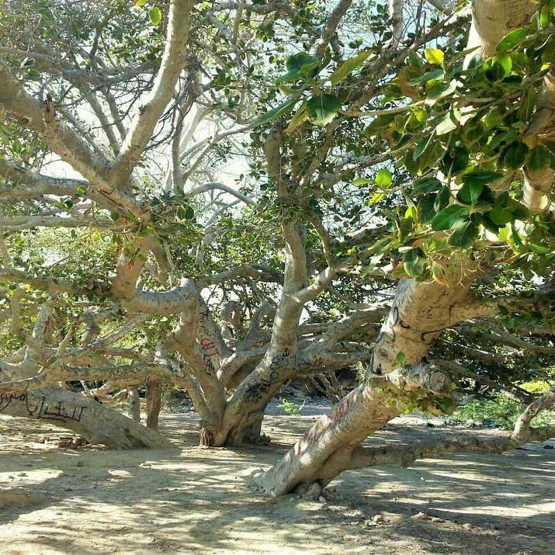 Chabahar Natural Attractions: Sacred Fig Tree