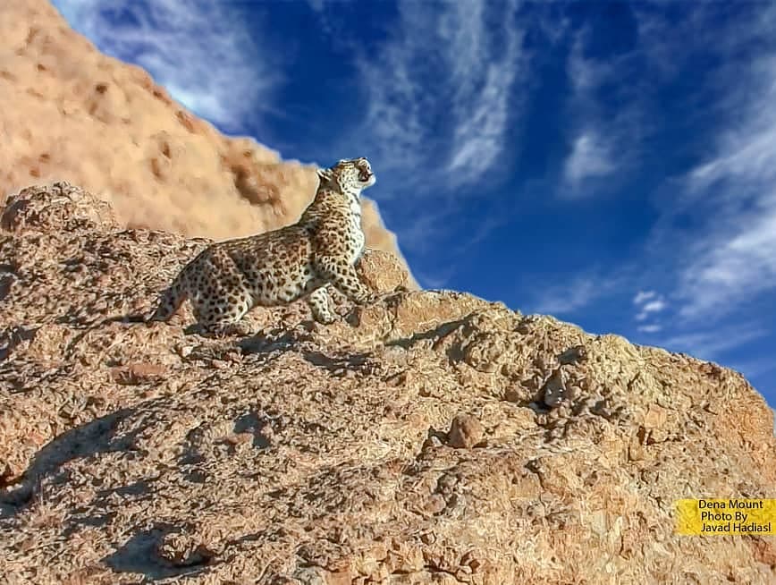 Dena Biosphere Reserve Fauna, Dena Wildlife