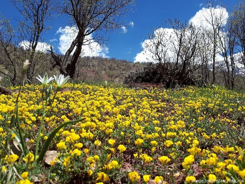 Dena Biosphere Reserve Flora
