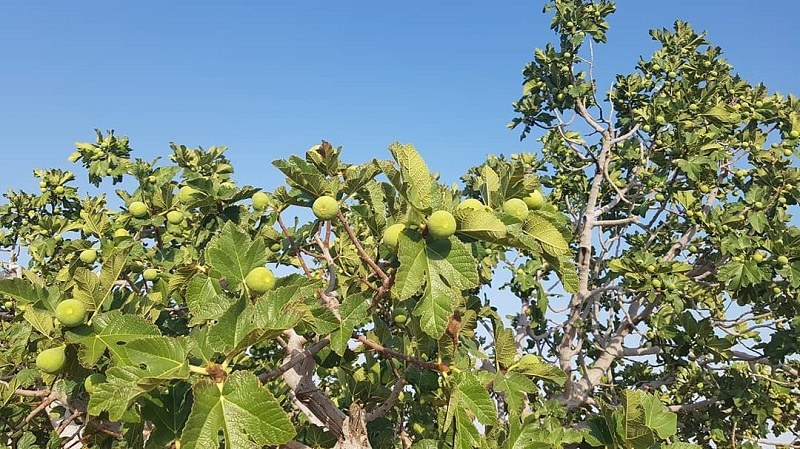 Geno Biosphere Reserve: Flora, Mountain Figs