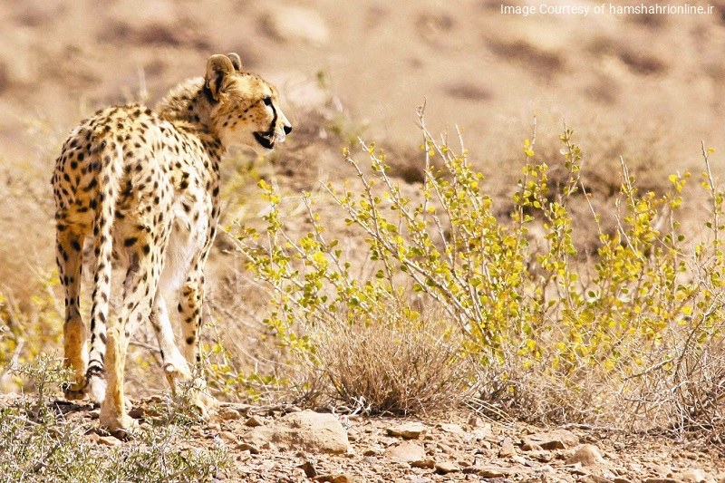Kavir Biosphere Reserve: Cheetah