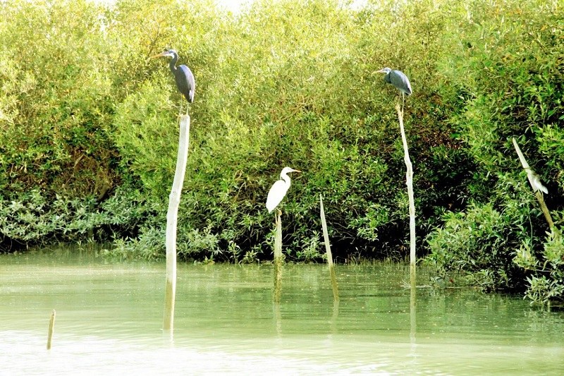 Birds of Hara Mangrove Forests 