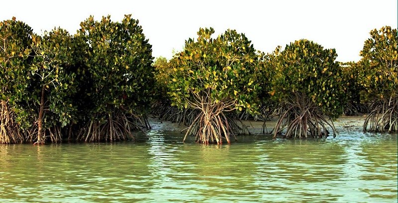 Hara, Iranian mangroves Forests in Hormozgan