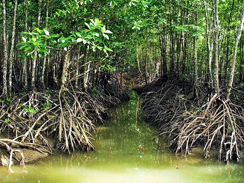 Trees of Hara Mangrove Forests