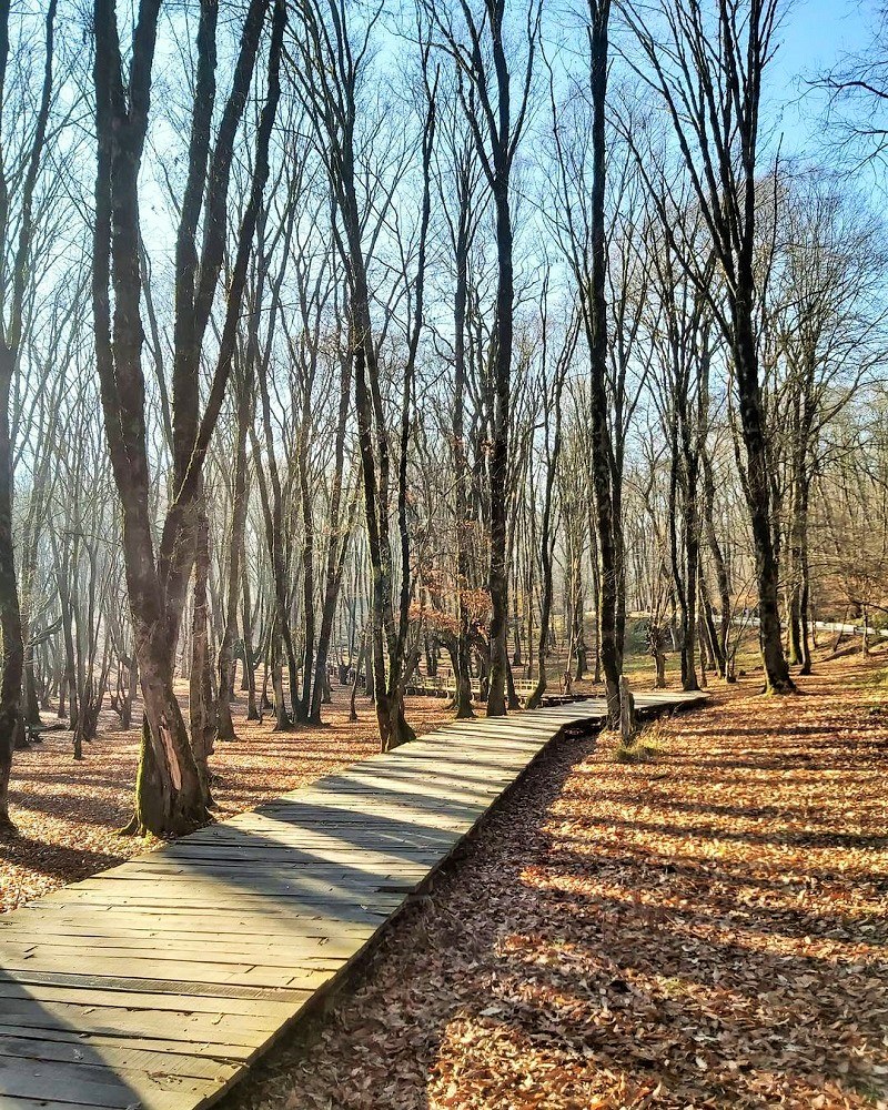 Alangdareh Forest Park