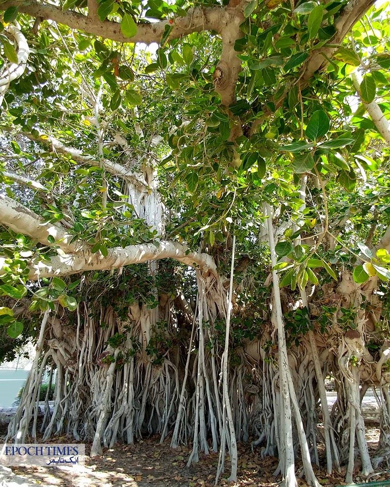 Kish natural attractions: sacred fig tree