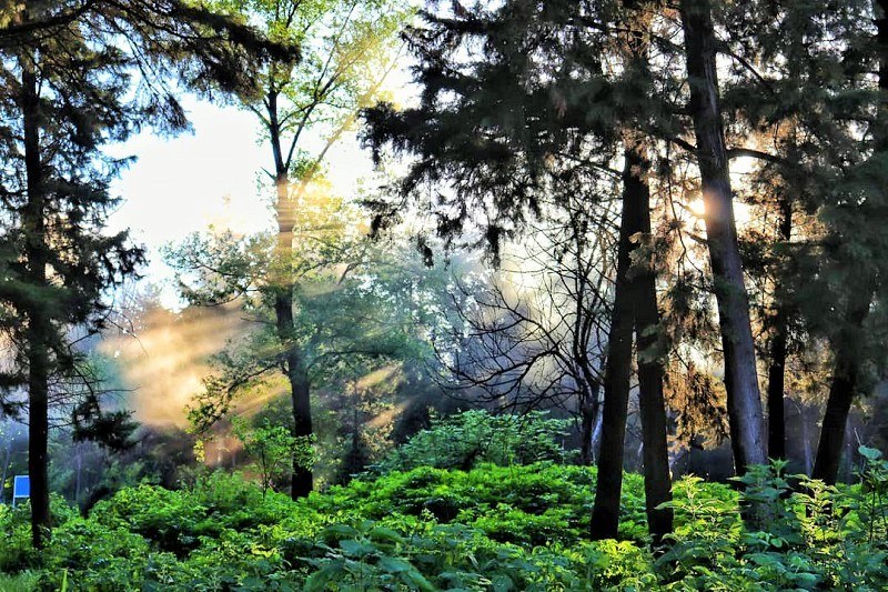 Kordkuy Forest Park