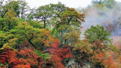 Naharkhoran Forest