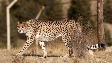 Asiatic Cheetah in Turan Biosphere Reserve