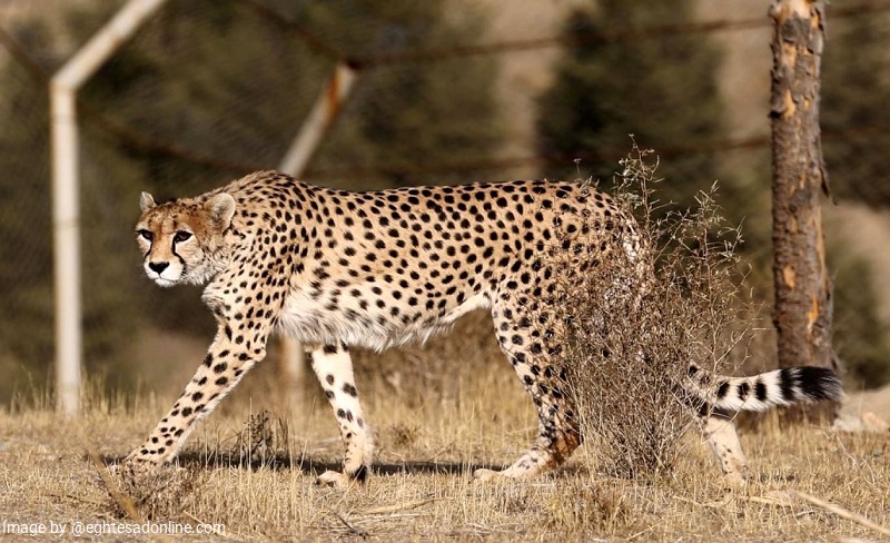 Asiatic Cheetah in Turan Biosphere Reserve