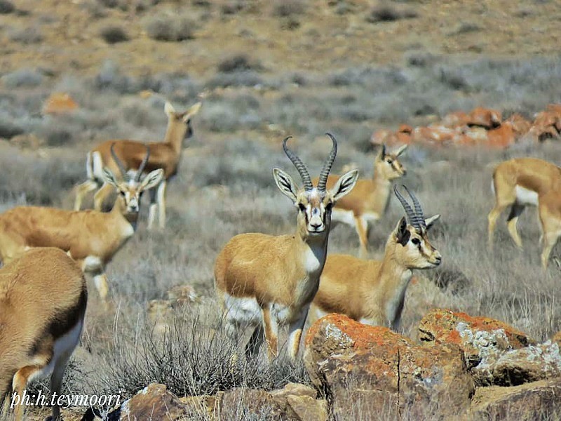 Fauna of Golestan Biosphere Reserve