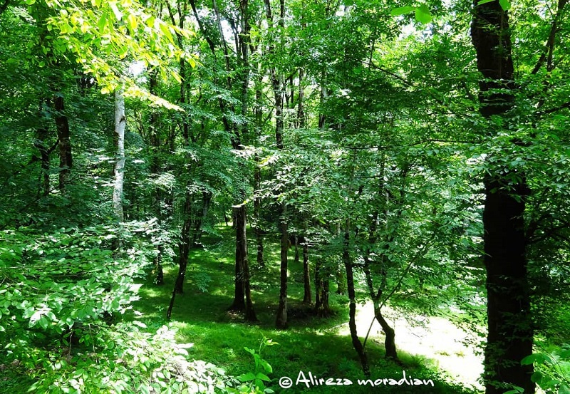 Flora Species of Golestan Biosphere Reserve