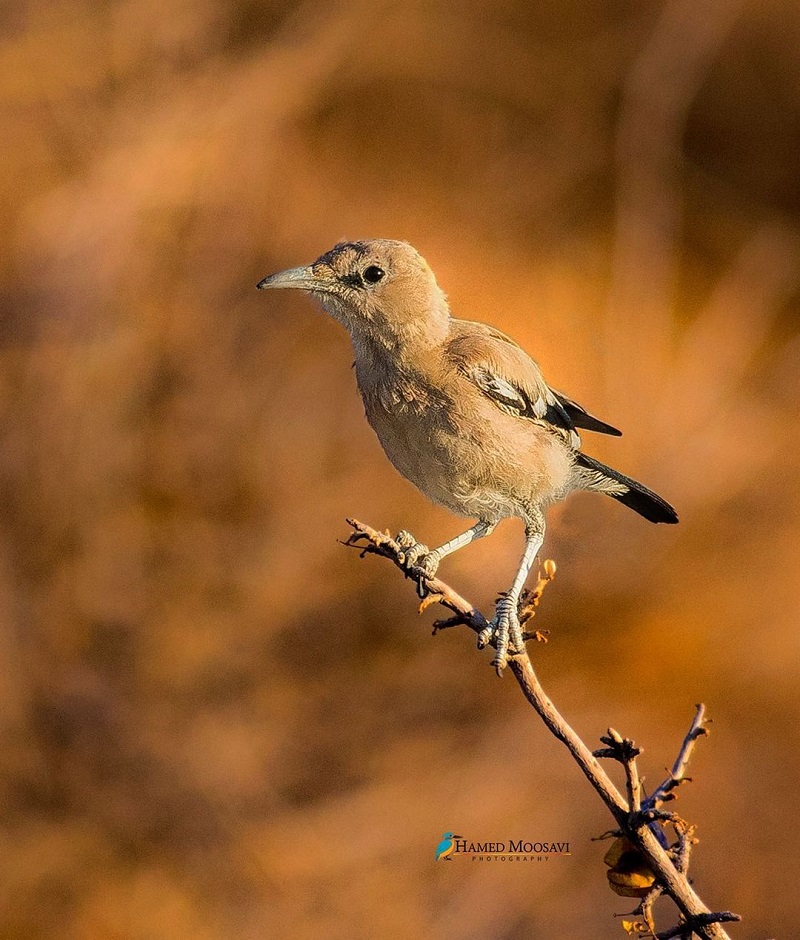 Ground Jay Kharturan Biosphere Reserve