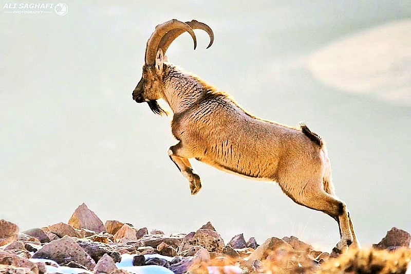 Fauna of Tang-e Sayyad Sabz Kouh Biosphere Reserve