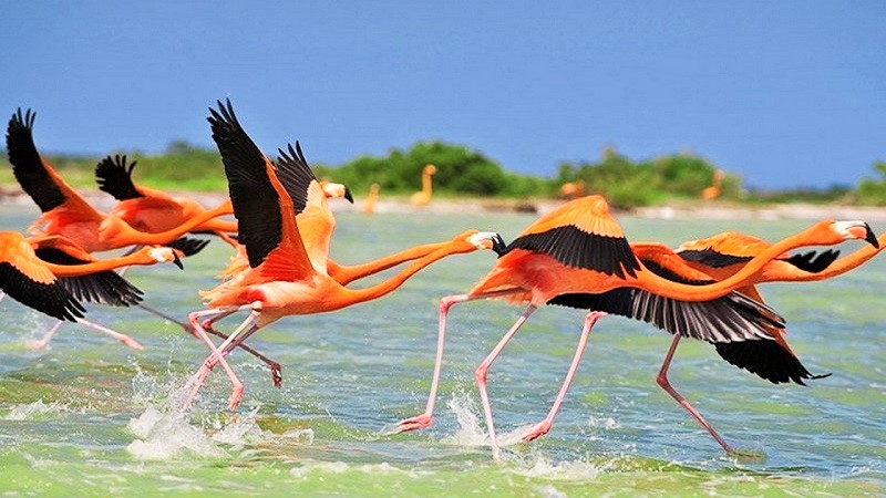 Fauna in Urmia National Park