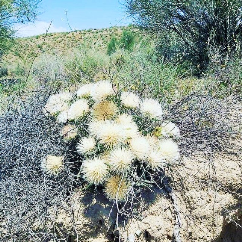 Flora of Khabr National Park