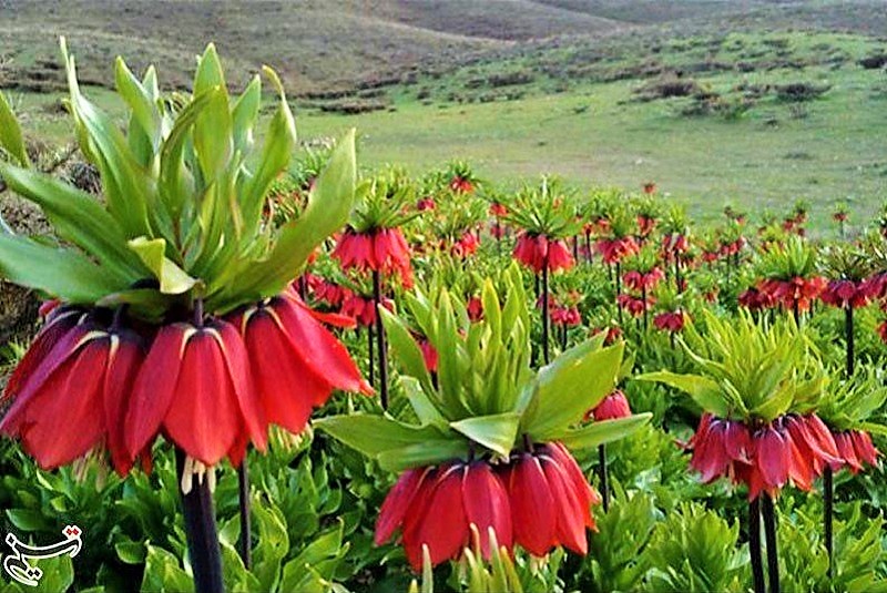 Flora of Tang-e Sayyad Sabz Kouh Biosphere Reserve