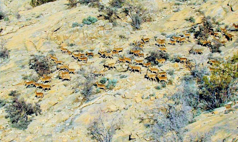 Fauna of Khabr National Park and Ruchan Wildlife Refuge