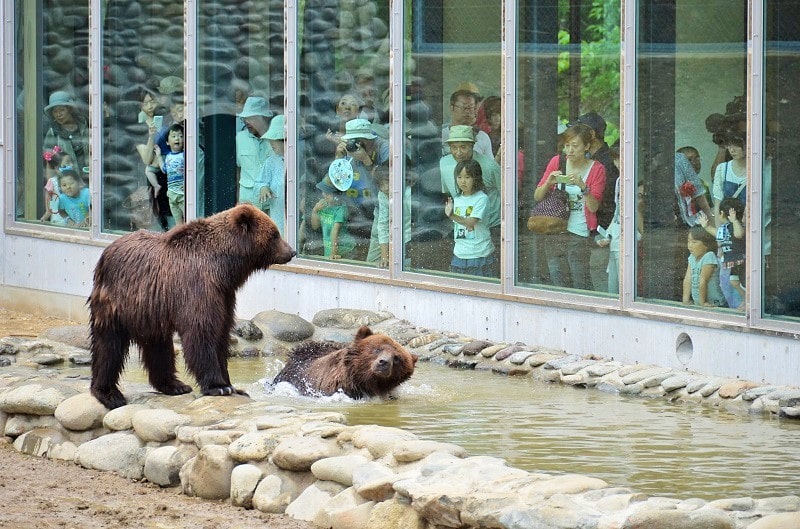 Animal Abuse: Bears Parks for Visotors