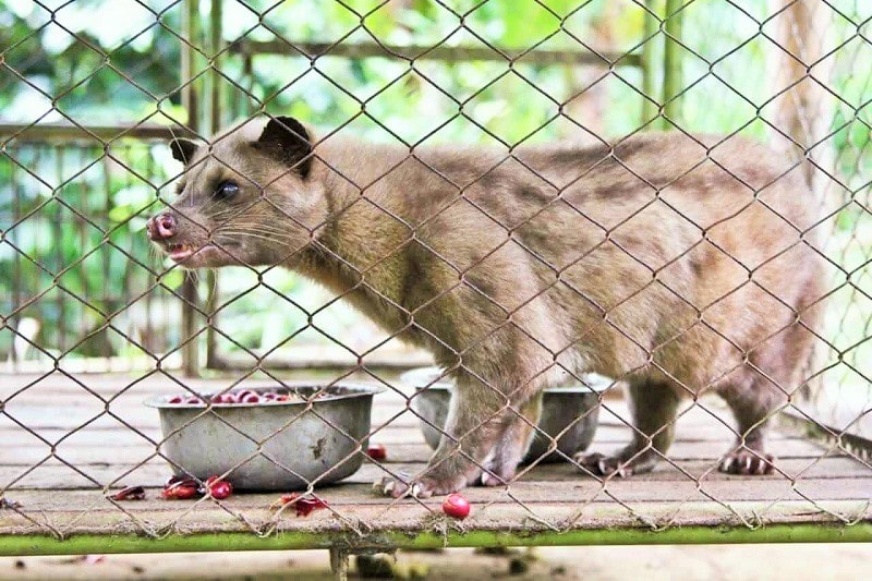 Civet Coffee Farms Inflict Cruelty to Animals