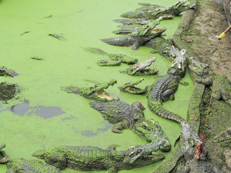 Crocodiles Farm Designed for Animal Abuse