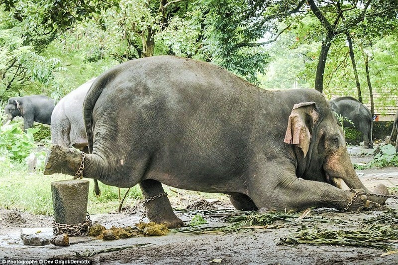 Elephant Ride, Harming Animals