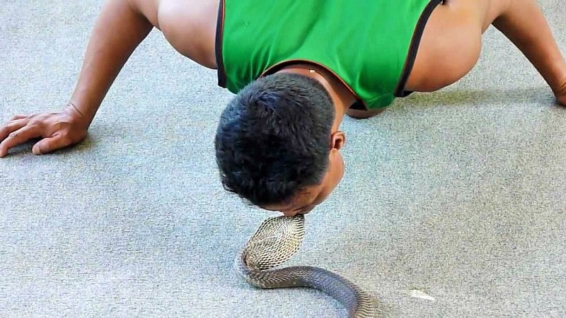 Kissing Snakes Hurts the Animal